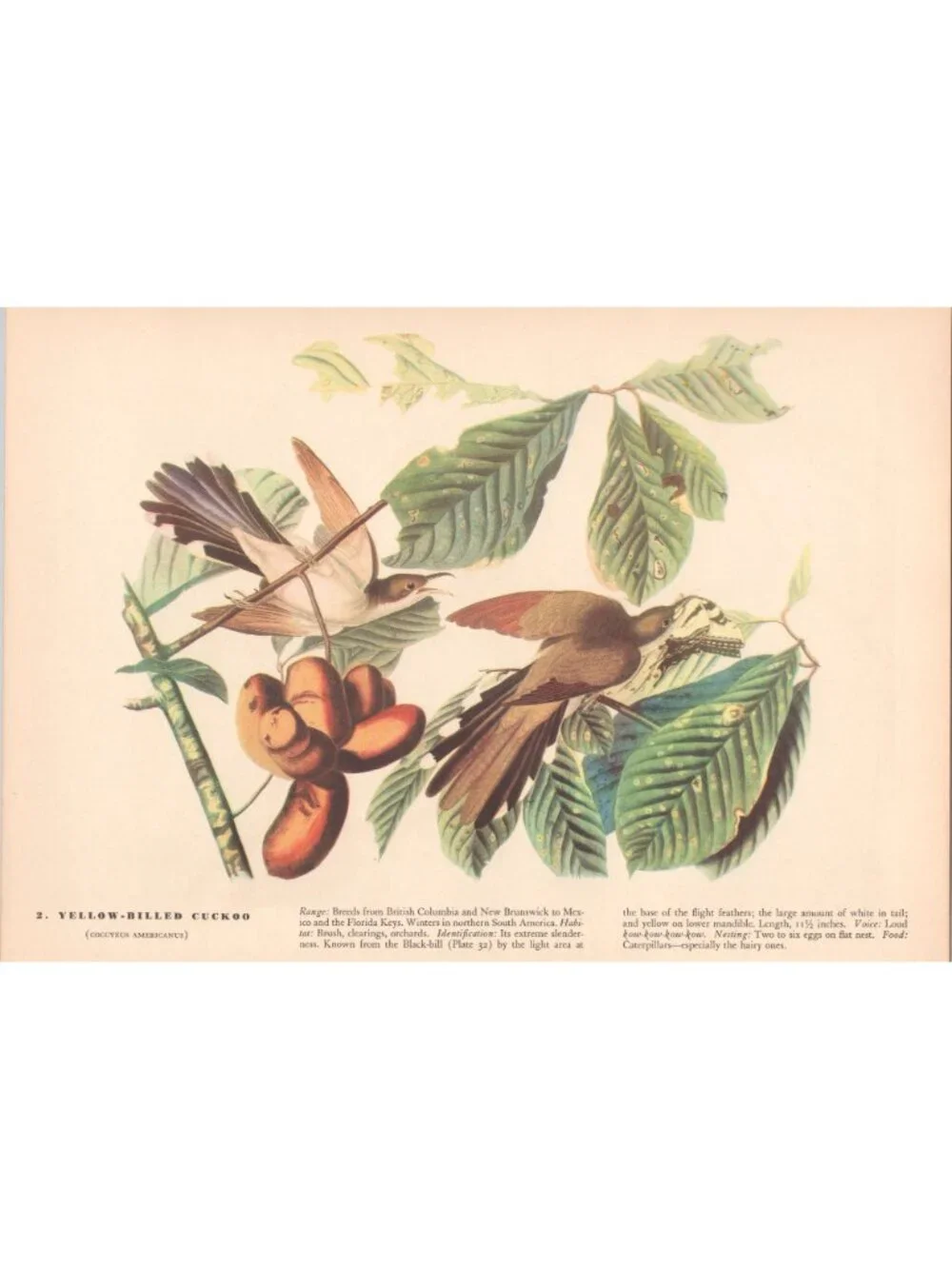 Audubon Wild Turkey Print 1942 Birds of America Plate 1 Macmillan Vintage Art